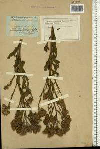 Cirsium arvense (L.) Scop., Eastern Europe, South Ukrainian region (E12) (Ukraine)