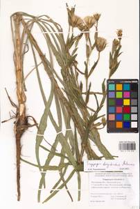 Tragopogon dasyrhynchus Artemczuk, Eastern Europe, Rostov Oblast (E12a) (Russia)