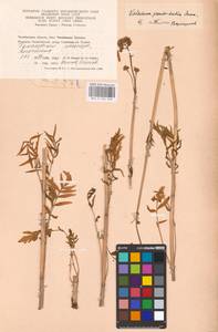 Valeriana dubia Bunge, Eastern Europe, Eastern region (E10) (Russia)