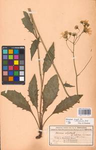 Hieracium lachenalii subsp. deductum (Sudre) Greuter, Eastern Europe, Moscow region (E4a) (Russia)