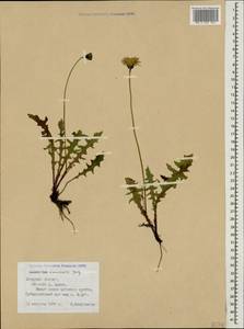 Leontodon hispidus subsp. danubialis (Jacq.) Simonk., Caucasus, North Ossetia, Ingushetia & Chechnya (K1c) (Russia)