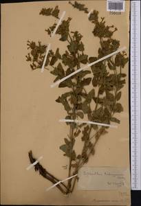 Lophanthus tschimganicus Lipsky, Middle Asia, Western Tian Shan & Karatau (M3)