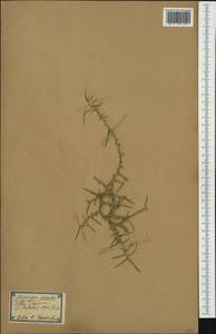 Asparagus horridus L., Western Europe (EUR) (Spain)