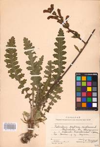 MHA 0 162 276, Pedicularis sceptrum-carolinum, Eastern Europe, Eastern region (E10) (Russia)