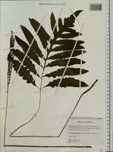 Onoclea sensibilis L., Siberia, Russian Far East (S6) (Russia)