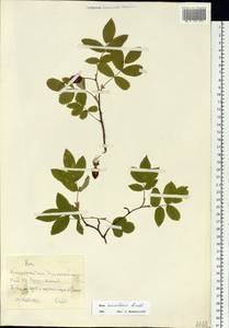 Rosa acicularis Lindl., Siberia, Central Siberia (S3) (Russia)