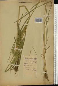 Calamagrostis epigejos (L.) Roth, Eastern Europe, Belarus (E3a) (Belarus)