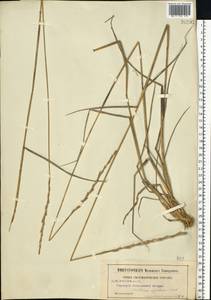 Thinopyrum elongatum (Host) D.R.Dewey, Eastern Europe, Moscow region (E4a) (Russia)