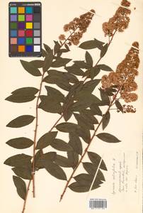 Spiraea salicifolia L., Siberia, Russian Far East (S6) (Russia)