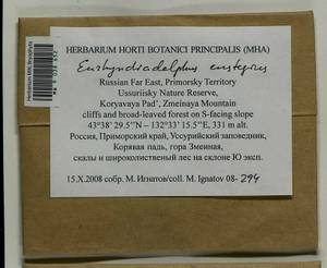 Eurhynchiadelphus eustegia (Besch.) Ignatov & Huttunen, Bryophytes, Bryophytes - Russian Far East (excl. Chukotka & Kamchatka) (B20) (Russia)