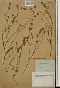 Crepis tectorum L., Eastern Europe, North-Western region (E2) (Russia)