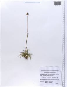 Luzula multiflora subsp. frigida (Buch.) V.I. Krecz., Eastern Europe, Northern region (E1) (Russia)