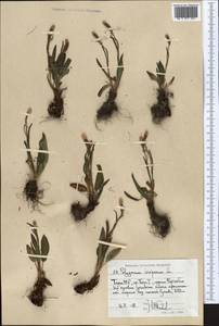 Bistorta vivipara (L.) Delarbre, Middle Asia, Pamir & Pamiro-Alai (M2) (Tajikistan)