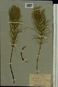 Equisetum arvense L., Eastern Europe, South Ukrainian region (E12) (Ukraine)