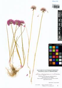 Allium schoenoprasum L., Siberia, Yakutia (S5) (Russia)