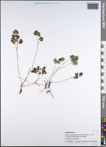 Thalictrum, Siberia, Russian Far East (S6) (Russia)