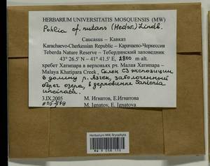 Pohlia nutans (Hedw.) Lindb., Bryophytes, Bryophytes - North Caucasus & Ciscaucasia (B12) (Russia)