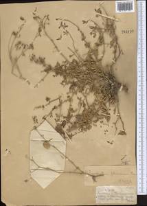 Zygophyllum pterocarpum Bunge, Middle Asia, Dzungarian Alatau & Tarbagatai (M5) (Kazakhstan)
