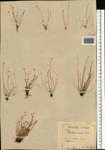 Eleocharis ovata (Roth) Roem. & Schult., Eastern Europe, Central region (E4) (Russia)