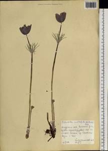 Pulsatilla patens subsp. multifida (Pritz.) Zāmelis, Siberia, Russian Far East (S6) (Russia)