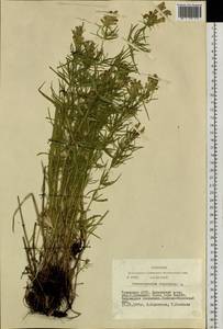 Dracocephalum ruyschiana L., Siberia, Altai & Sayany Mountains (S2) (Russia)