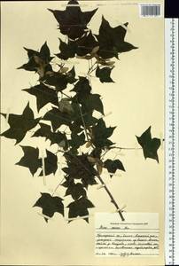 Acer pictum subsp. mono (Maxim.) H. Ohashi, Siberia, Russian Far East (S6) (Russia)