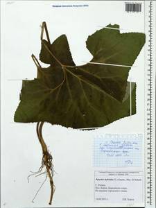 Petasites hybridus (L.) G. Gaertn., B. Mey. & Scherb., Eastern Europe, Central region (E4) (Russia)