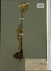 Cirsium rhizocephalum C. A. Mey., Caucasus, Armenia (K5) (Armenia)