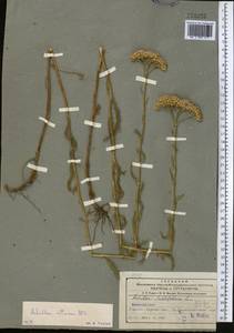 Achillea setacea Waldst. & Kit., Middle Asia, Northern & Central Tian Shan (M4) (Kazakhstan)