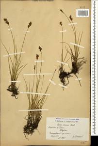 Carex divisa Huds., Caucasus, Armenia (K5) (Armenia)