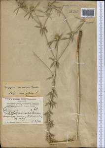 Eryngium caucasicum Trautv., Middle Asia, Pamir & Pamiro-Alai (M2) (Uzbekistan)