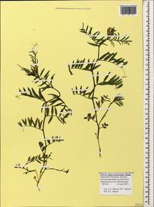 Vicia grandiflora Scop., Caucasus, Stavropol Krai, Karachay-Cherkessia & Kabardino-Balkaria (K1b) (Russia)