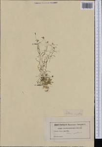 Heliosperma pusillum subsp. pusillum, Western Europe (EUR) (Not classified)