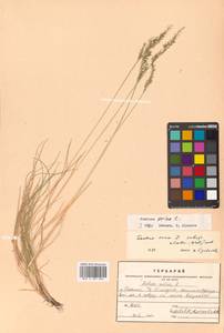 Festuca ovina L., Siberia, Russian Far East (S6) (Russia)