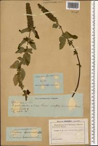 Teucrium hircanicum L., Caucasus, Georgia (K4) (Georgia)