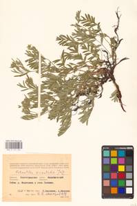 Sibbaldianthe orientalis (Soják) Mosyakin & Shiyan, Eastern Europe, Lower Volga region (E9) (Russia)