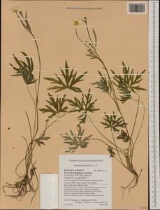 Ranunculus acris L., Western Europe (EUR) (United Kingdom)