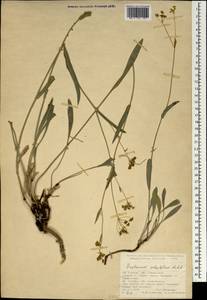 Bupleurum polyphyllum Ledeb., South Asia, South Asia (Asia outside ex-Soviet states and Mongolia) (ASIA) (Turkey)