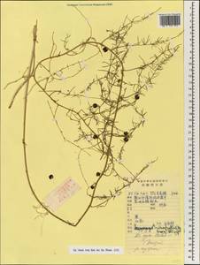 Asparagus trichophyllus Bunge, South Asia, South Asia (Asia outside ex-Soviet states and Mongolia) (ASIA) (China)