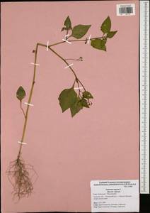 Solanum nigrum L., Eastern Europe, Central region (E4) (Russia)