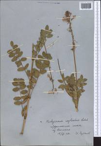 Hedysarum neglectum Ledeb., Middle Asia, Northern & Central Tian Shan (M4) (Kazakhstan)