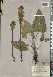 Orobanche alba Steph. ex Willd., Eastern Europe, Central forest-and-steppe region (E6) (Russia)