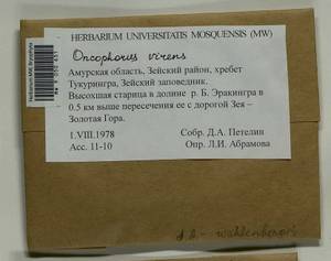 Oncophorus virens (Hedw.) Brid., Bryophytes, Bryophytes - Russian Far East (excl. Chukotka & Kamchatka) (B20) (Russia)