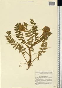 Astragalus dasyanthus Pall., Eastern Europe, South Ukrainian region (E12) (Ukraine)
