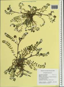 Astragalus hamosus L., Crimea (KRYM) (Russia)