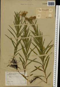 Pentanema ensifolium (L.) D. Gut. Larr., Santos-Vicente, Anderb., E. Rico & M. M. Mart. Ort., Eastern Europe, South Ukrainian region (E12) (Ukraine)