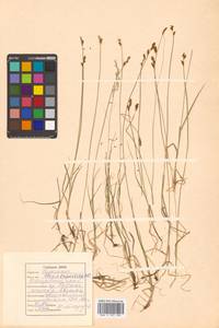 Carex lachenalii subsp. lachenalii, Siberia, Russian Far East (S6) (Russia)