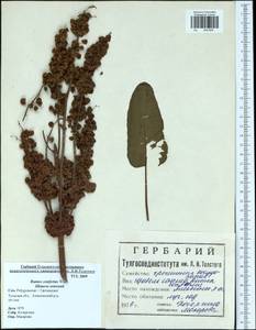 Rumex confertus Willd., Eastern Europe, Central region (E4) (Russia)