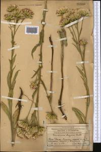 Saussurea elegans Ledeb., Middle Asia, Western Tian Shan & Karatau (M3) (Kazakhstan)