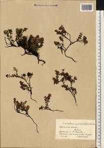 Kalmia procumbens (L.) Gift, Kron & P. F. Stevens, Eastern Europe, Northern region (E1) (Russia)